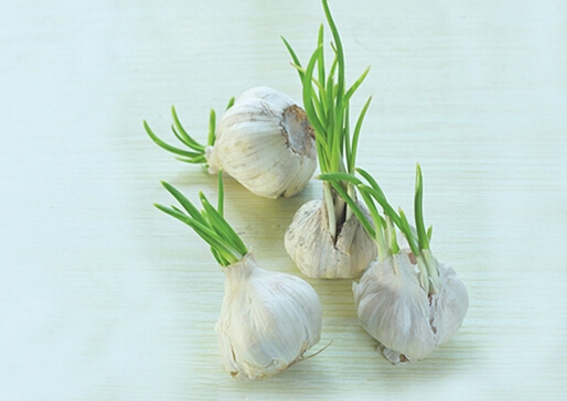 發(fā)芽大蒜可以吃?讓你想不到的神奇功效