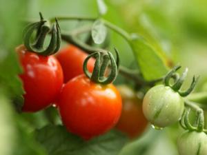 番茄紅素是如何防癌、抗癌的？