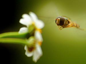肝硬化患者不能喝蜂蜜-哪些人不能吃蜂蜜？