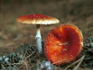 怎樣鑒別有毒蘑菇？毒蘑菇的鑒別