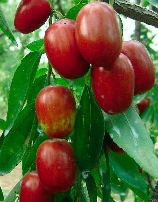 紅棗吃多了會(huì)怎么樣?紅棗吃多了好嗎