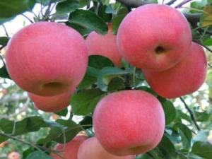 什么時(shí)候吃蘋果最好？經(jīng)常吃蘋果有什么好處