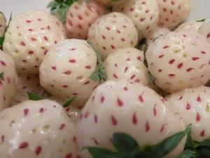菠蘿莓怎么吃？吃菠蘿莓的食用禁忌