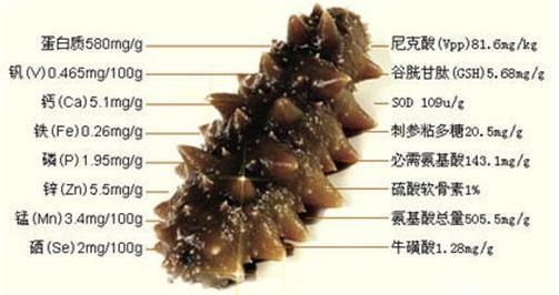 海參怎么吃最有營養(yǎng)?海參食用方法與禁忌