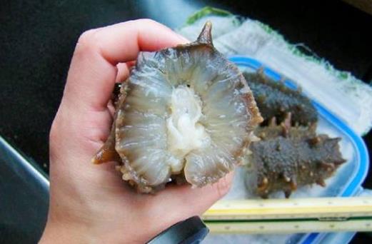 海參怎么吃最有營養(yǎng)?海參食用方法與禁忌