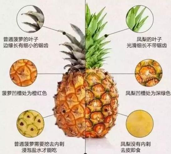 鳳梨和菠蘿的區(qū)別-菠蘿上火嗎?