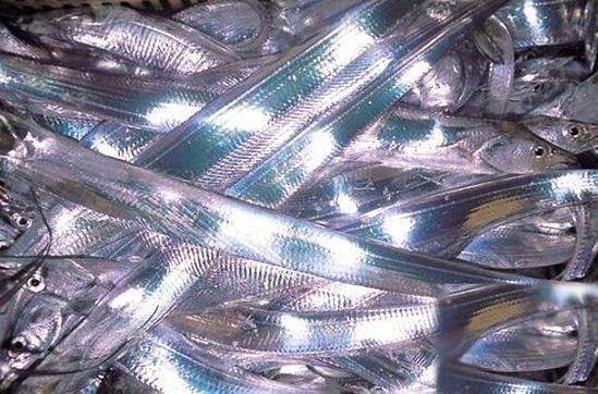 帶魚為什么一出水就會(huì)死掉?帶魚怎么保鮮?帶魚是深海魚嗎