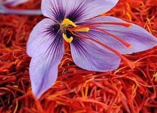 吃藏紅花的有什么好處?吃藏紅花的注意事項(xiàng)