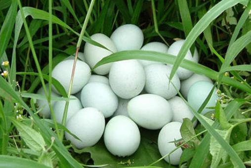 每天吃幾個雞蛋適合?雞蛋吃多了有哪些壞處?