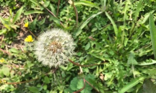 蒲公英可以治療婦科病嗎?蒲公英可以治療哪些疾?