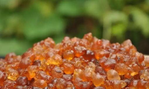 桃膠是什么?吃桃膠有哪些好處?