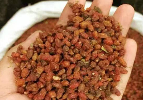 沙棘茶能多喝嗎?沙棘茶有哪些功效?
