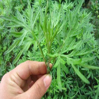 吃野艾蒿有什么好處?野艾蒿與家艾的區(qū)別