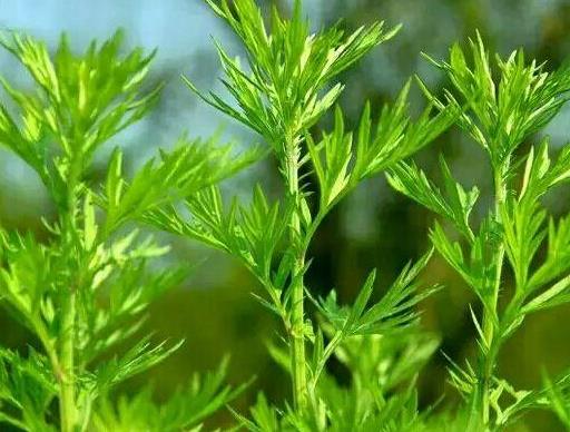 吃野艾蒿有什么好處?野艾蒿與家艾的區(qū)別