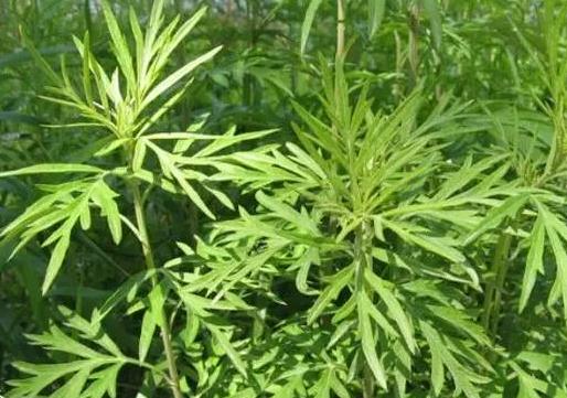 吃野艾蒿有什么好處?野艾蒿與家艾的區(qū)別