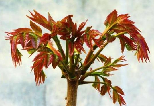 春芽就是香椿嗎?春芽有哪些功效?