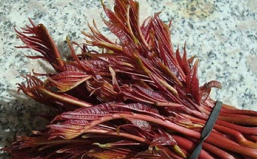 春芽就是香椿嗎?春芽有哪些功效?
