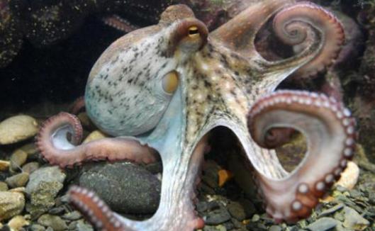章魚就是魷魚嗎?章魚和魷魚有哪些區(qū)別?
