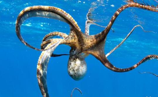 章魚就是魷魚嗎?章魚和魷魚有哪些區(qū)別?