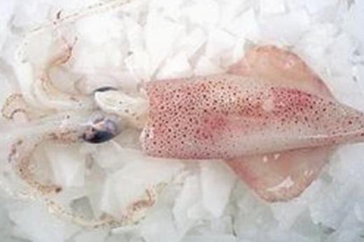 魷魚屬于發(fā)物嗎?哪些人不宜吃魷魚?