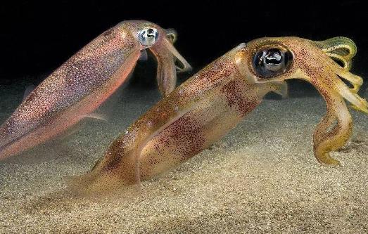 魷魚屬于發(fā)物嗎?哪些人不宜吃魷魚?
