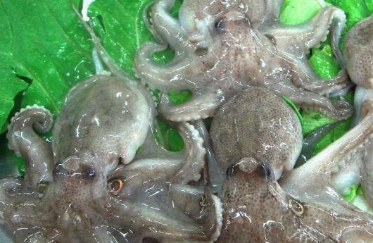 章魚的頭可以吃嗎?吃章魚有哪些好處?