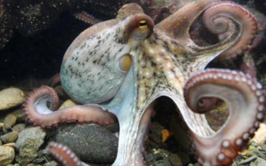 吃章魚需要煮多久?章魚的墨汁可以吃嗎?