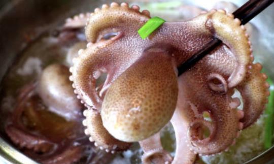 章魚的頭可以吃嗎?吃章魚有哪些好處?