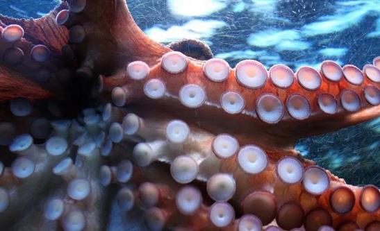 吃章魚需要煮多久?章魚的墨汁可以吃嗎?