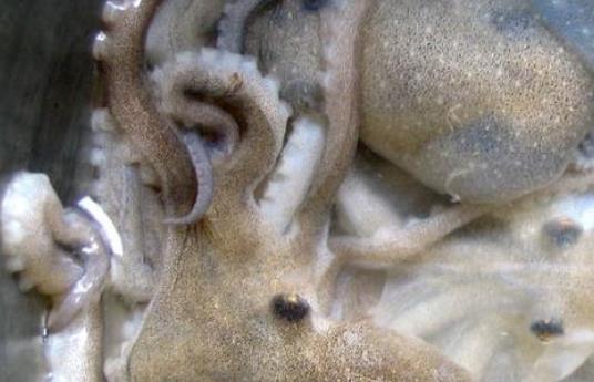 章魚的頭可以吃嗎?吃章魚有哪些好處?