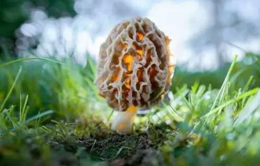 經(jīng)期可以吃羊肚菌嗎?羊肚菌可以經(jīng)常吃嗎?
