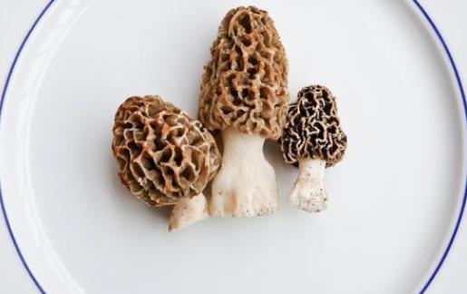 羊肚菌怎么泡發(fā)?羊肚菌有哪些功效?