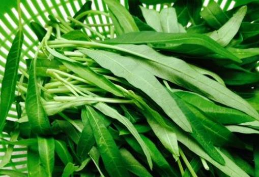 吃藥期間可以吃空心菜嗎?吃空心菜有哪些好處?