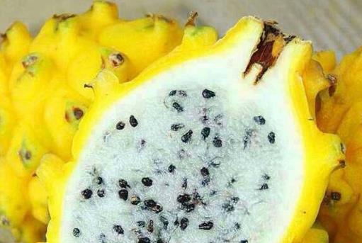麒麟果是什么?麒麟果可以放冰箱里保存嗎?