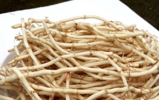 什么是魚腥草?魚腥草有搭配禁忌嗎?
