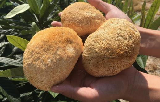 猴頭菇為什么會有苦味?干猴頭菇怎么泡發(fā)不苦?