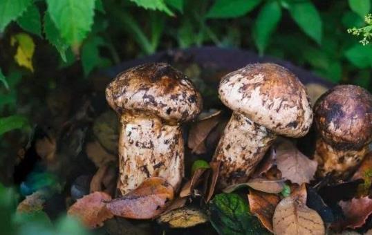 痛風(fēng)患者可以吃松茸嗎?吃松茸有哪些好處?