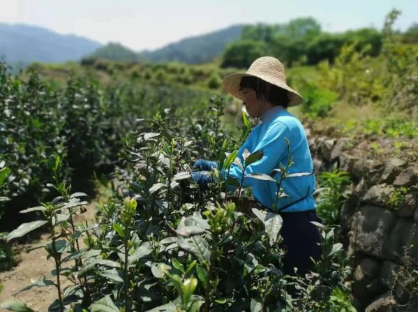 桐城小花是什么茶?阿中帶你了解桐城小花的前世今生