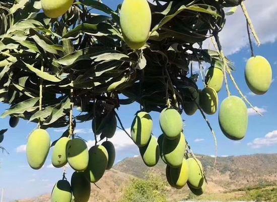 芒果里長黑線是不是壞了?未成熟的芒果硬的能直接吃嗎?