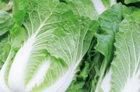 哪些人不宜吃白菜?白菜就是娃娃菜嗎?