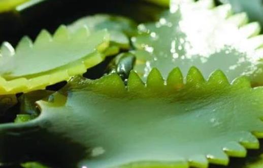 痛風(fēng)患者可以吃海帶嗎?吃海帶有作用?