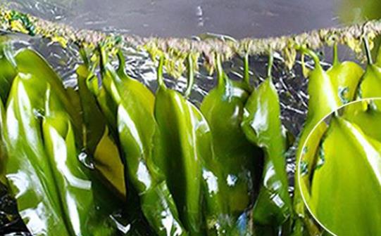 經(jīng)期可以吃海帶嗎?海帶屬于涼性食物嗎?