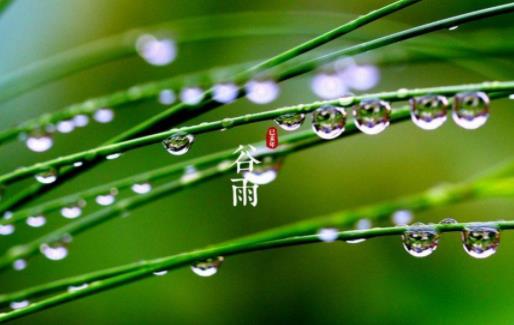 谷雨吃什么食物養(yǎng)生 谷雨節(jié)氣做什么