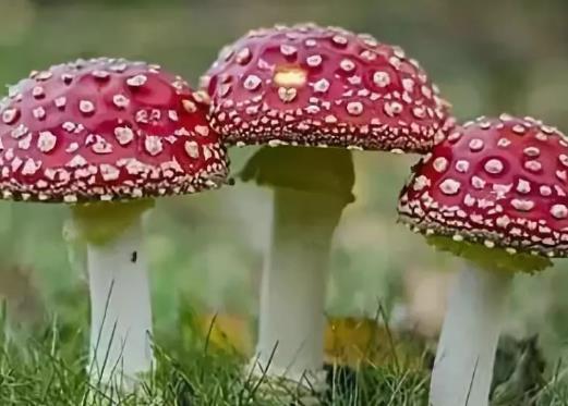 野生菌中毒有什么癥狀?吃野生蘑菇拉肚子怎么辦?