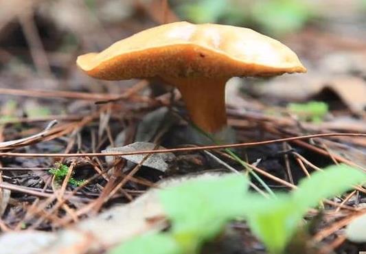 野生菌中毒后多久能確定沒事?野生菌可以和啤酒一起吃嗎?