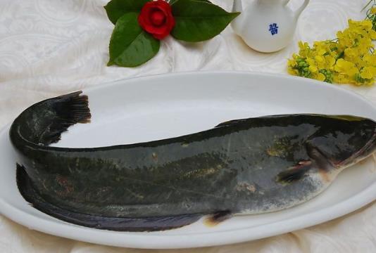 孕婦可以吃鯰魚嗎?吃鯰魚對身體有哪些好處?