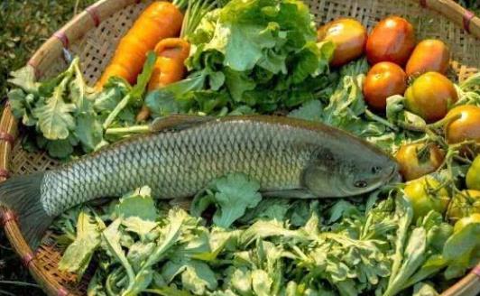 孕婦可以吃草魚嗎?哪些人適合吃草魚?