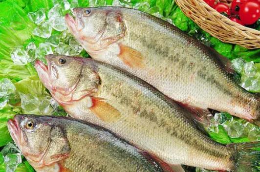 鱸魚屬于發(fā)物嗎?小孩子可以吃鱸魚籽嗎?