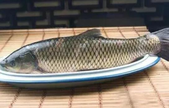 經(jīng)期可以吃草魚(yú)嗎?吃草魚(yú)可以吃柿子嗎?
