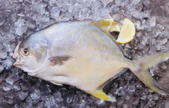 孕婦可以吃金鯧魚嗎?金鯧魚有哪些價(jià)值?